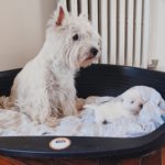 Alt:"cucciolo-westie"