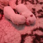 Alt:"cucciolo-west-highland-white-terrier-disponibili"