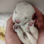 Alt:"cucciolo-west-highland White terrier 