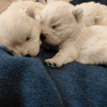 Alt:"cucciolo-westie
