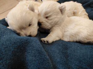 Alt:"cucciolo-westie"