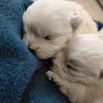Alt:"cucciolo-westie