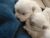 Alt:"cucciolo-westie"